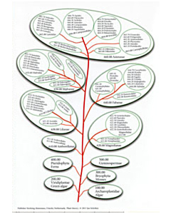 Cards Plant theory - tree